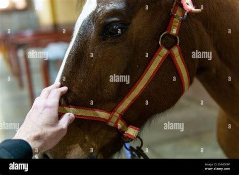 Man Hand Touching Horse Head Stock Photo Alamy