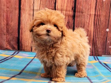 Maltipoo Puppies Petland Lake St Louis And Fenton Mo