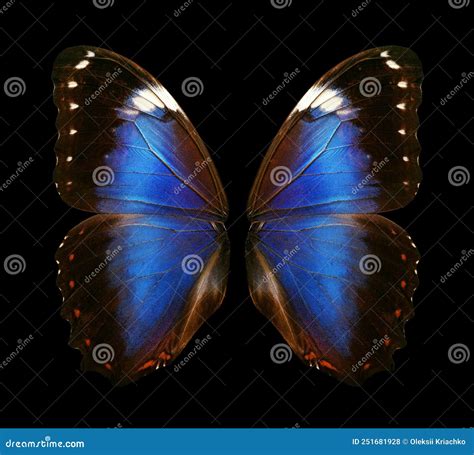 Wings of a Butterfly Morpho. Morpho Butterfly Wings Isolated on a Black Background Stock Photo ...