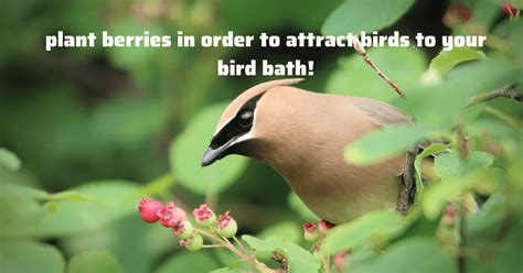 How To Attract Birds To A Bird Bath Simple Tips And Tricks