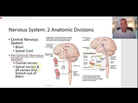 Neuroanatomy Part2 - YouTube