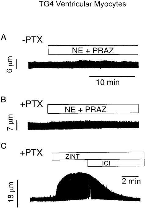 PTX Treatment Rescues 2 AR But Not 1 AR Mediated Contractile Response