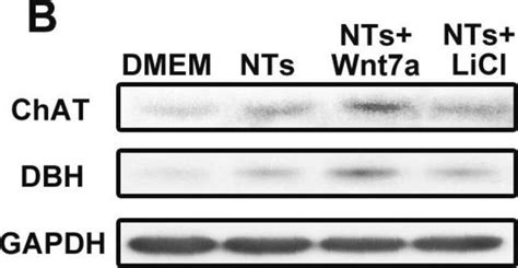 Anti Gapdh Antibody Clone Gapdh 711 G8795 Sigma Aldrich