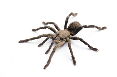 Spider Tarantula. stock image. Image of haplopelma, dark - 148585611