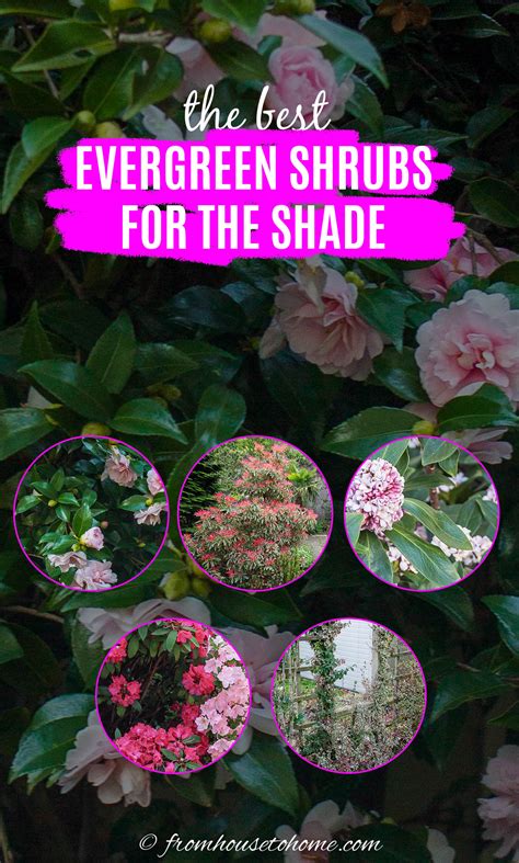 Evergreen Shrubs For Shade (That Look Good All Year)