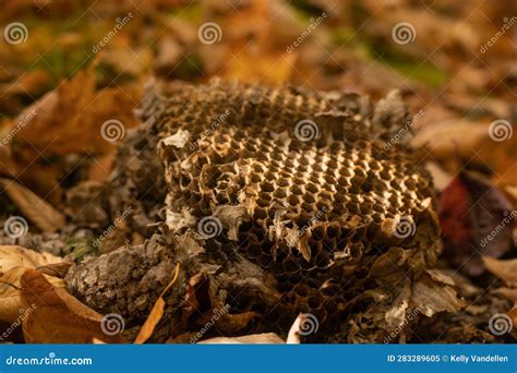 Piece of Wasp Nest Fallen on Ground Stock Image - Image of forest ...