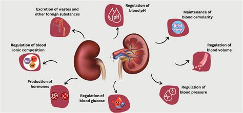 blood sample kidney function  stanley musso blog