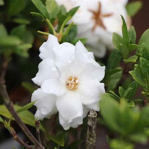 15 Of The Best Gardenia Varieties Gardeners Path