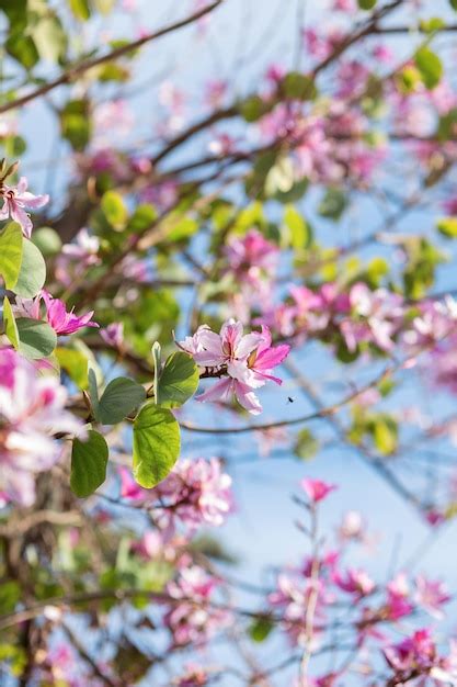 Un Rbol Con Flores Rosas En Primavera Foto Premium