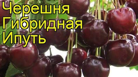 Черешня гибридная Ипуть (Iput). Краткий обзор, описание характеристик ...