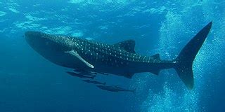 filesimilan dive center great whale sharkjpg wikimedia commons