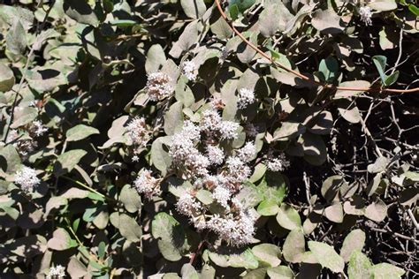 Tola Blanca Proustia Pyrifolia Vivero Pumahuida