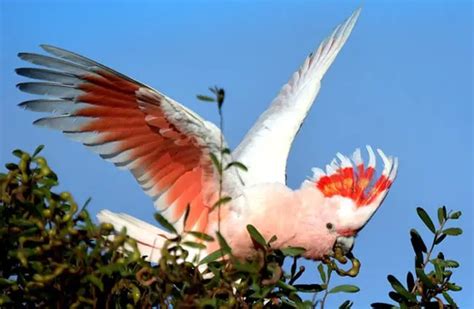 Cockatoo - Description, Habitat, Image, Diet, and Interesting Facts