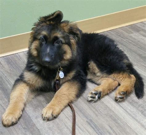 German Shepherd Puppies At 3 Months Old Pets Lovers