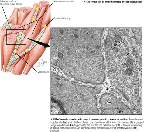 MUSCLE TISSUE | Basicmedical Key