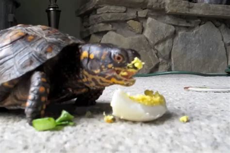 Can Turtles Eat Eggs? The Surprising Answer!