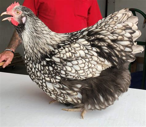 Silver Laced English Orpington Chicken Cackle Hatchery