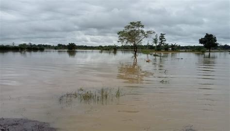 Hektare Tanaman Padi Di Kabupaten Hss Terendam Banjir Jejakrekam