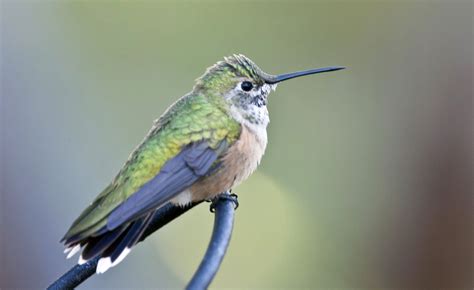 Broad Tailed Hummingbird Juvenile Male Selasphorous Platycercus