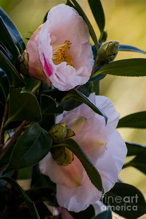 White Japanese camellia Photograph by Zina Stromberg - Fine Art America