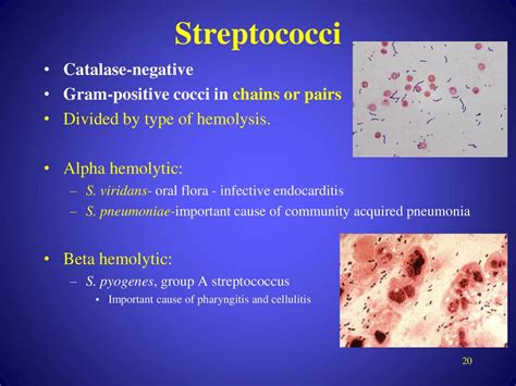 Gram Positive And Gram Negative Bacteria Ppt Download