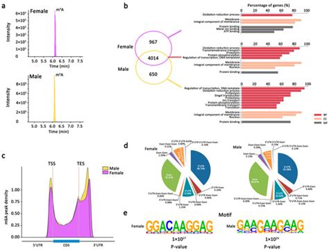 Ijms Free Full Text Profiling Of Transcriptome Wide N6