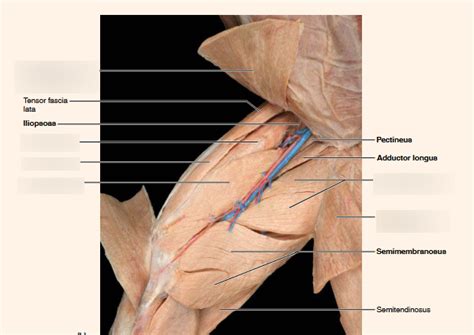 ANATOMY AND PHYSIOLOGY: CAT MUSCLES : LEG Diagram | Quizlet