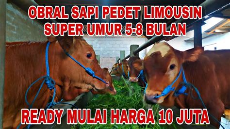 Obral Sapi Pedet Limosin Super Umur Bulan Mulai Harga Juta Youtube