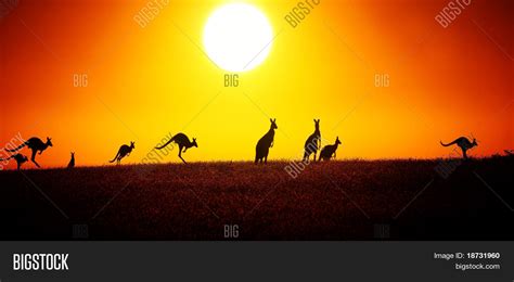 Kangaroo On Sunset Image & Photo (Free Trial) | Bigstock