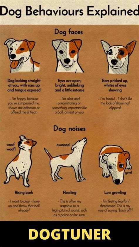 Dog Behaviours Artofit