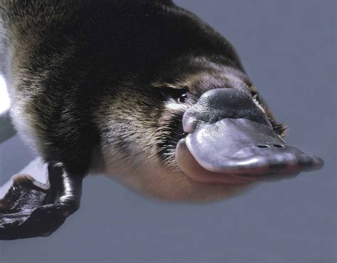 Platypus Symbolism; A message - Spirit Animal Totems