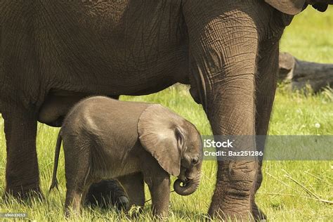 Young Baby Elephant With Mother Stock Photo - Download Image Now ...