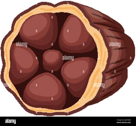 Cocoa Bean Cartoon Vector Stock Vector Image Art Alamy