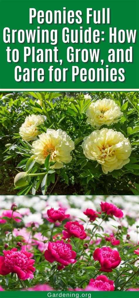 Peonies Full Growing Guide How To Plant Grow And Care For Peonies Peony Care Growing