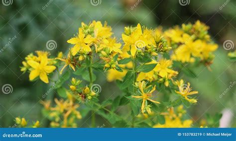 Perforatum Del Hypericum Conocido Como Perforan Hierba De San Juan