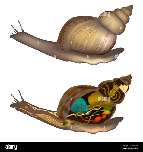 Snails Slugs Anatomy. Snail Body Structure Diagram. Internal and ...