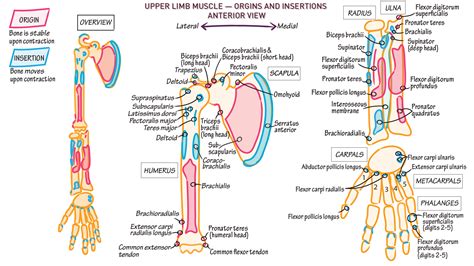 Musculoskeletal Integumentary System Upper Extremity Anterior Draw