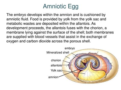 PPT - Introduction to Biogeography and Amniotes PowerPoint Presentation ...