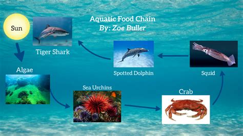 Aquatic Food Chain Diagram