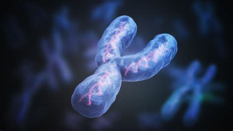 The Human Y Chromosome Has Finally Been Fully Sequenced 20 Years After