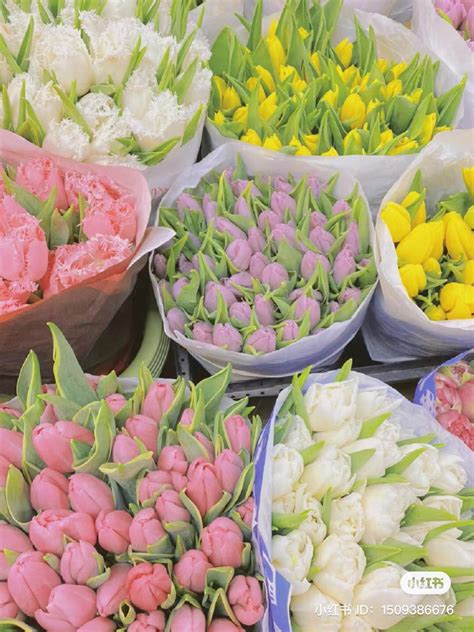 Leopold On Twitter Rt Piinkifairy Tulips