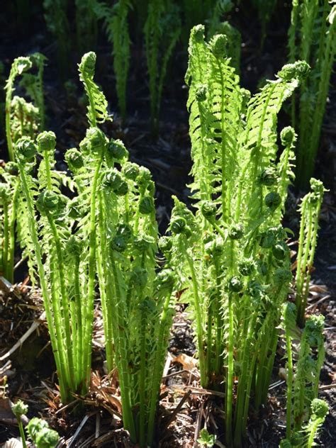 Planting Ostrich Ferns Growing Information And Care Of Ostrich Fern