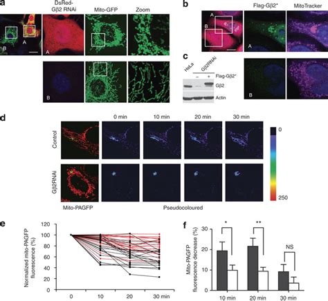 G Has A Regulatory Role In Mitochondrial Morphology A Hela Cells