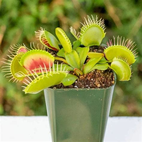 Купить Семена Венерины мухоловки (venus flytrap) (Венера мухоловка) в ...