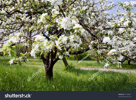 Стоковая фотография 71428651: Цветущая ветка яблони весной | Shutterstock