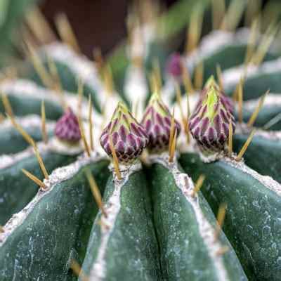 ᐈ Top 10 Cactus RESISTENTES al FRÍO 40 2022