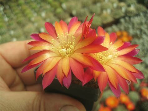 Sulcorebutia MB 111 Hybride | Kakteen und sukkulenten, Sukkulenten, Kaktus