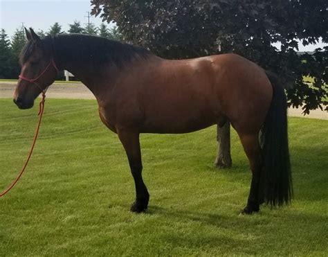 11 YEAR OLD 16.3 HAND BAY FRIESIAN QUARTER CROSS ***SOLD SOLD SOLD** For Sale in Ventura ...