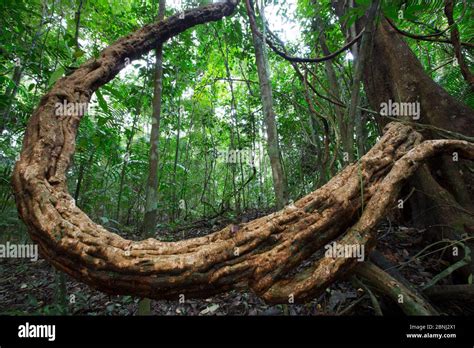 Escena Tropical De La Selva Tropical Isla Barro Colorado Lago Gat N