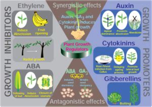 Plant Growth Regulators